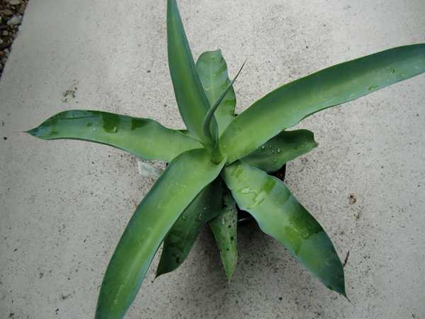 Agave vilmoriniana - Oktopusagave 5/10cm dm - BIO